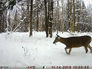 Boly Cam BG636-K Fotofalle | 64MP/1080P | unsichtbarer IR 940nm