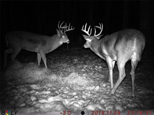 Boly Cam BG636-K Fotofalle | 64MP/1080P | unsichtbarer IR 940nm