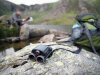 KOWA Genesis 8x22 PROMINAR Binoculars | XD Fluorite | Pocket